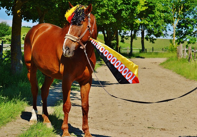 升班馬球隊 升班馬球隊